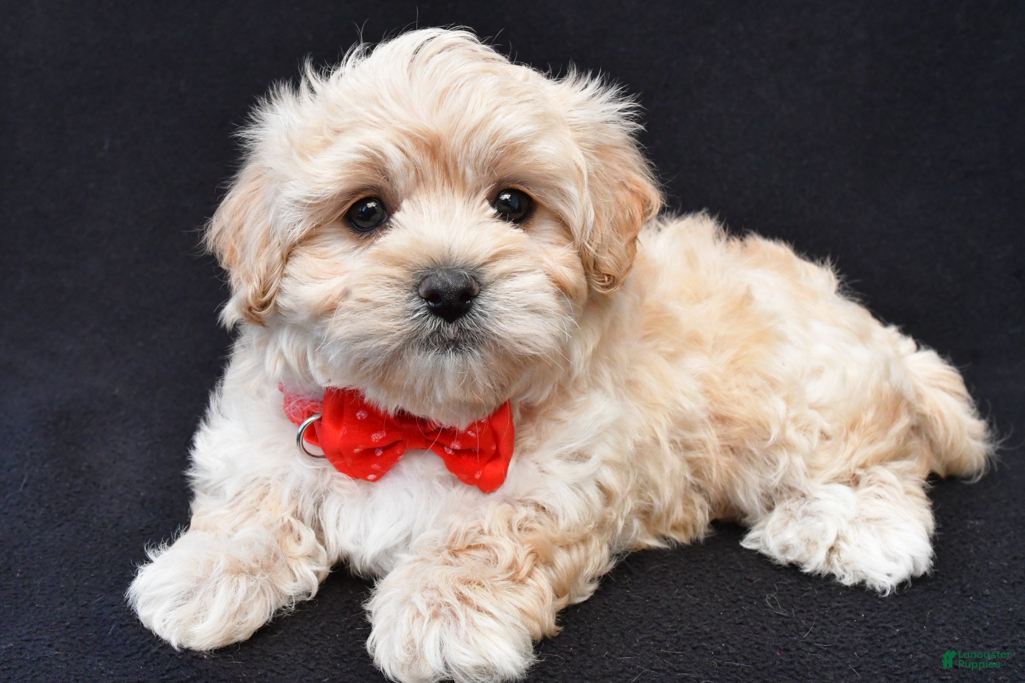 Maltipoo dogs Tyler - Ad 1