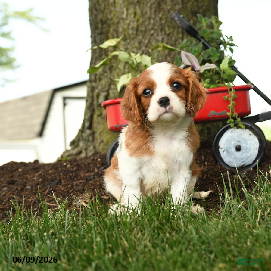 Cavalier King Charles Spaniel dogs Monroe - Ad 1