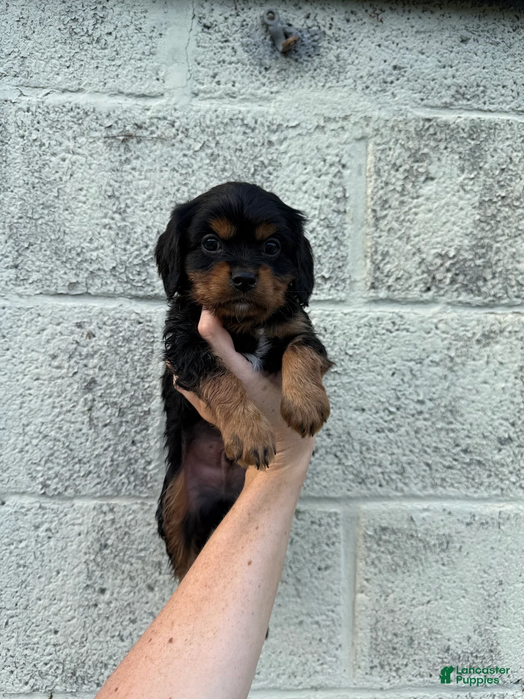 Cavapoo dogs for sale: Cavapoo Puppy 2 - Ad 1