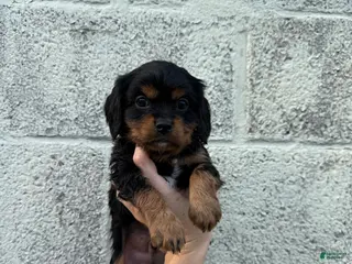 Cavapoo dogs Cavapoo Puppy 2 - Ad 30