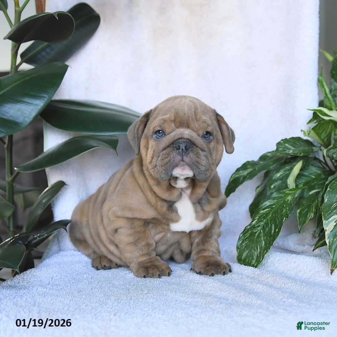 English Bulldog dogs for sale: Valentine - Ad 4