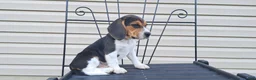 Beagle dogs for sale: Hazel - Ad 3