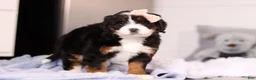 Mini Bernedoodle dogs for sale: Lady  - Ad 5