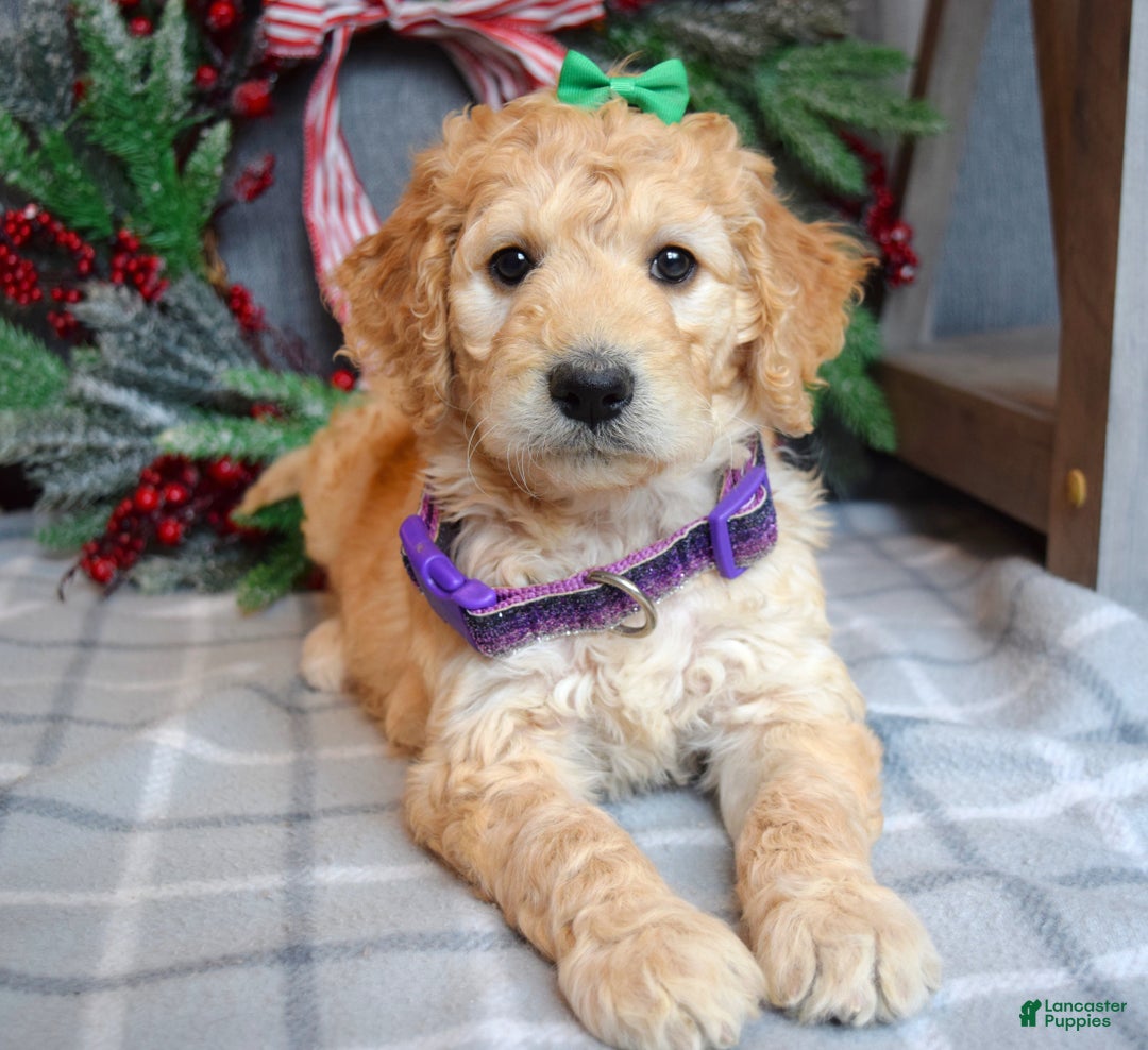 Goldendoodle dogs for sale: Penny - Ad 8