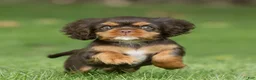 Cavalier King Charles Spaniel dogs for sale: Cupcake Cavalier King Charles Spaniel  - Ad 5