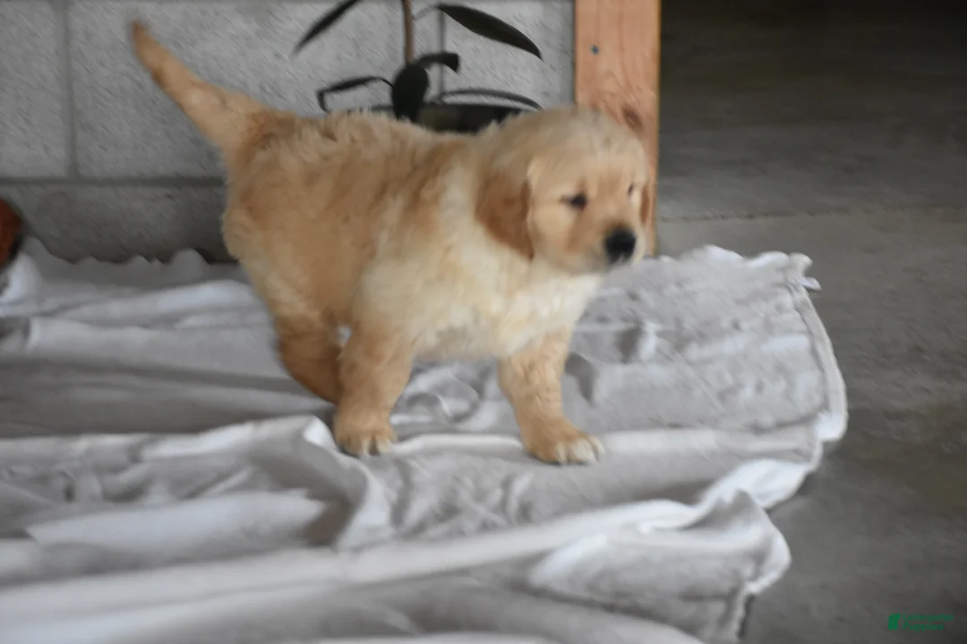 Golden Retriever dogs for sale: Buster  Genteic/OFA - Ad 6