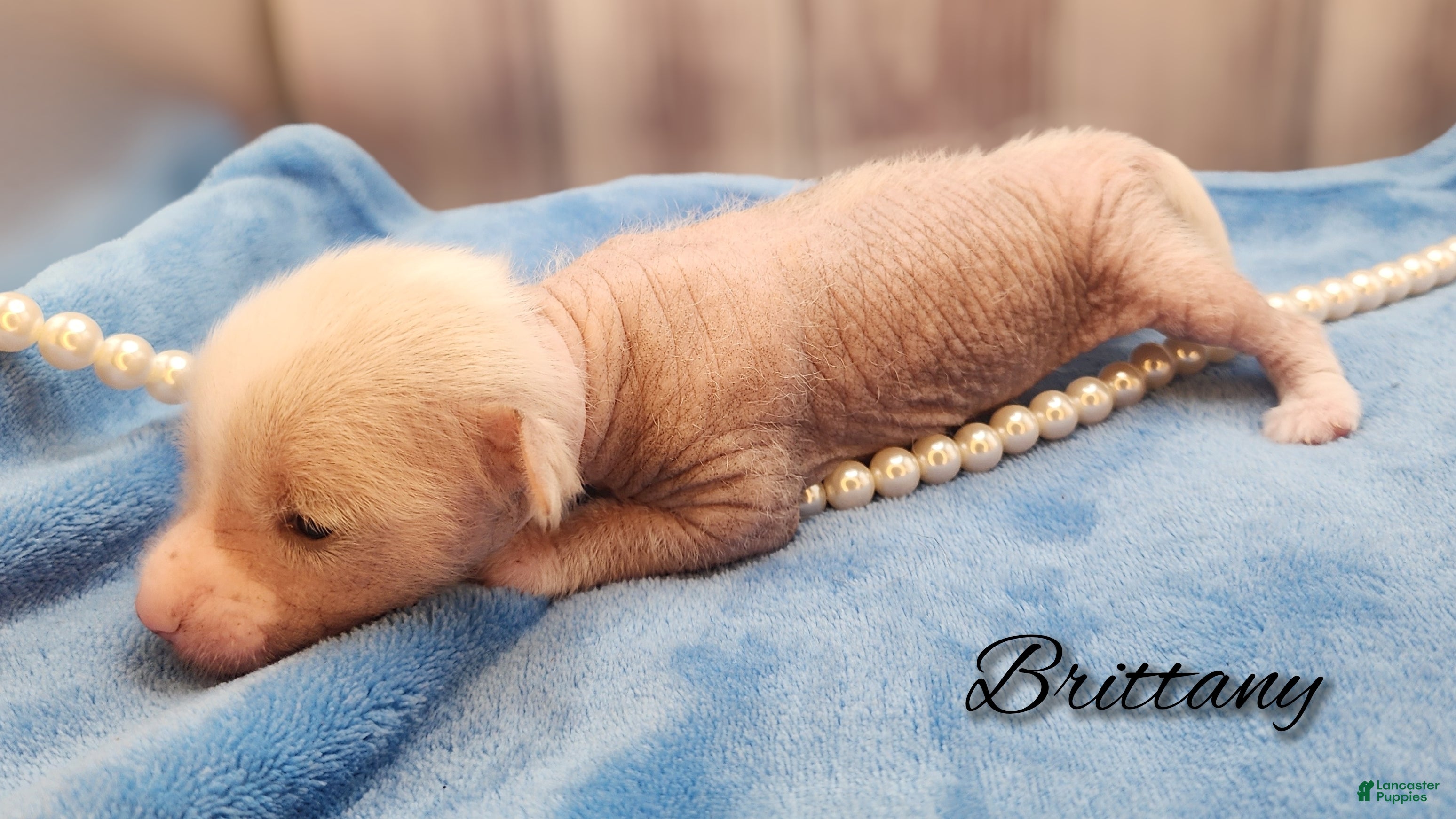 Mixed Breed dogs Brittany - Ad 3