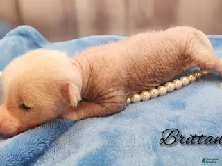 Mixed Breed dogs Brittany - Ad 3