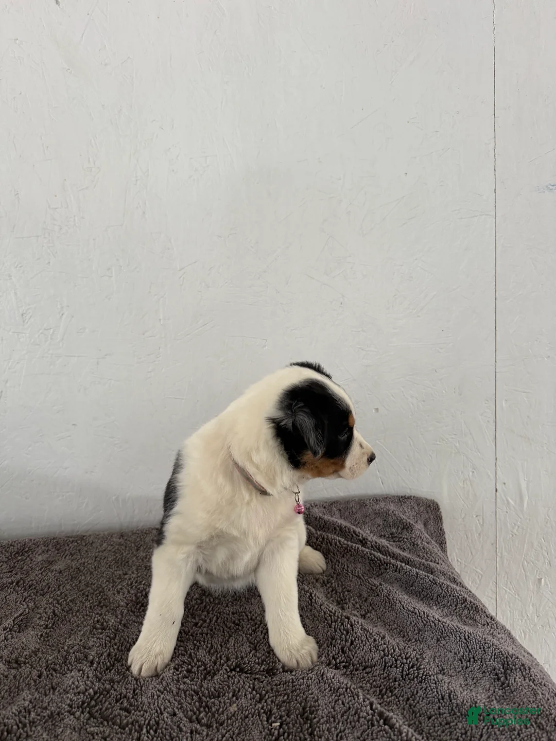 Mixed Breed dogs for sale: Buttercup - Ad 7