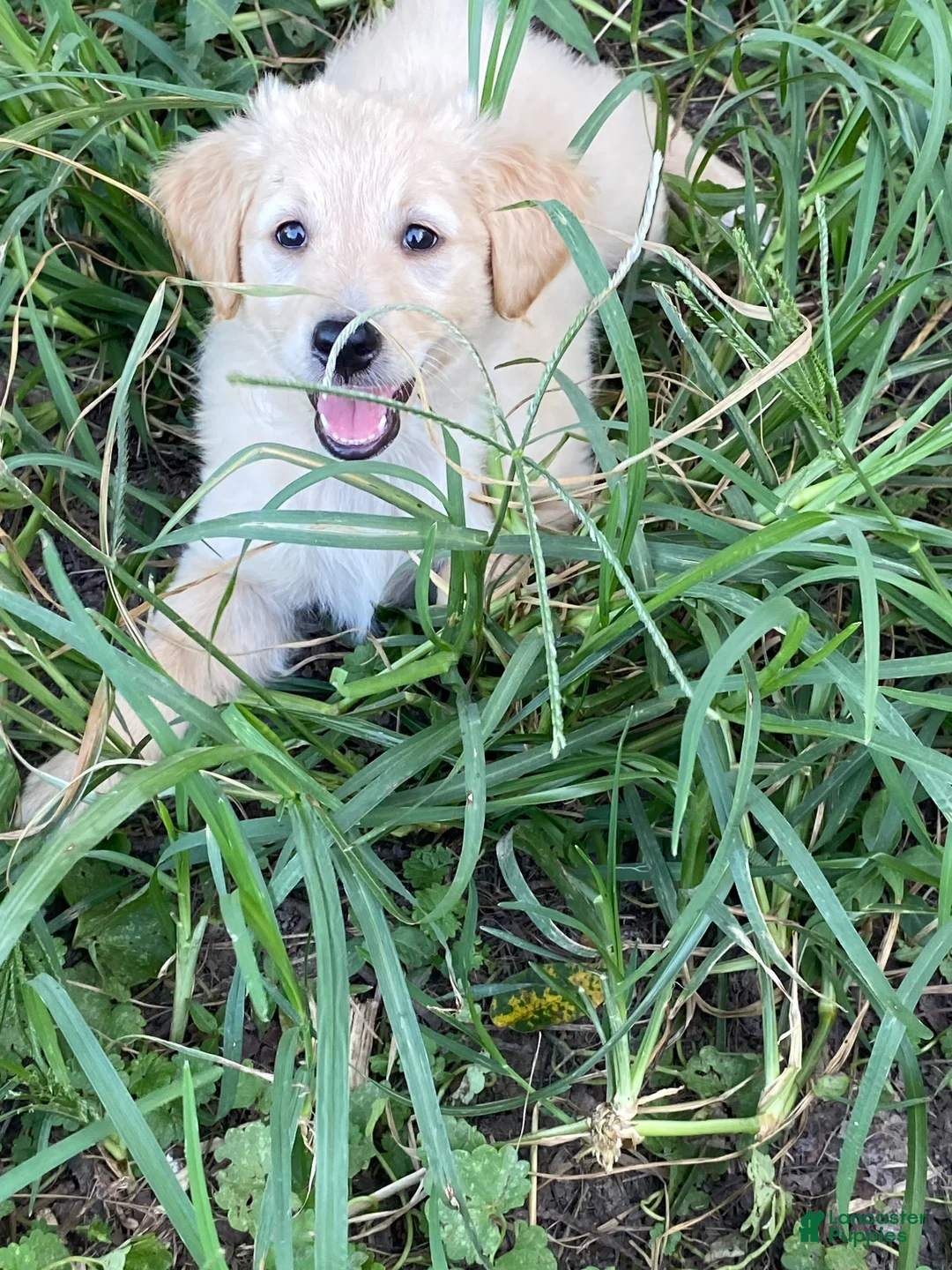 Goldendoodle dogs for sale: Goldendoodle 3 - Ad 1
