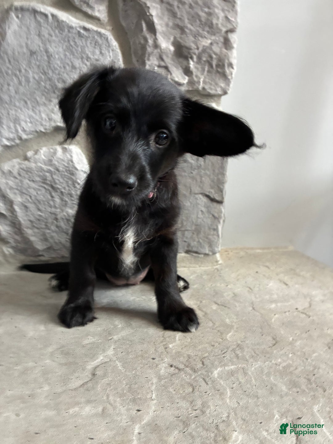 Corgipoo dogs for sale: Rascal Corgipoo - Ad 3