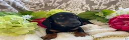 Miniature Dachshund dogs for sale: Prince - Ad 9