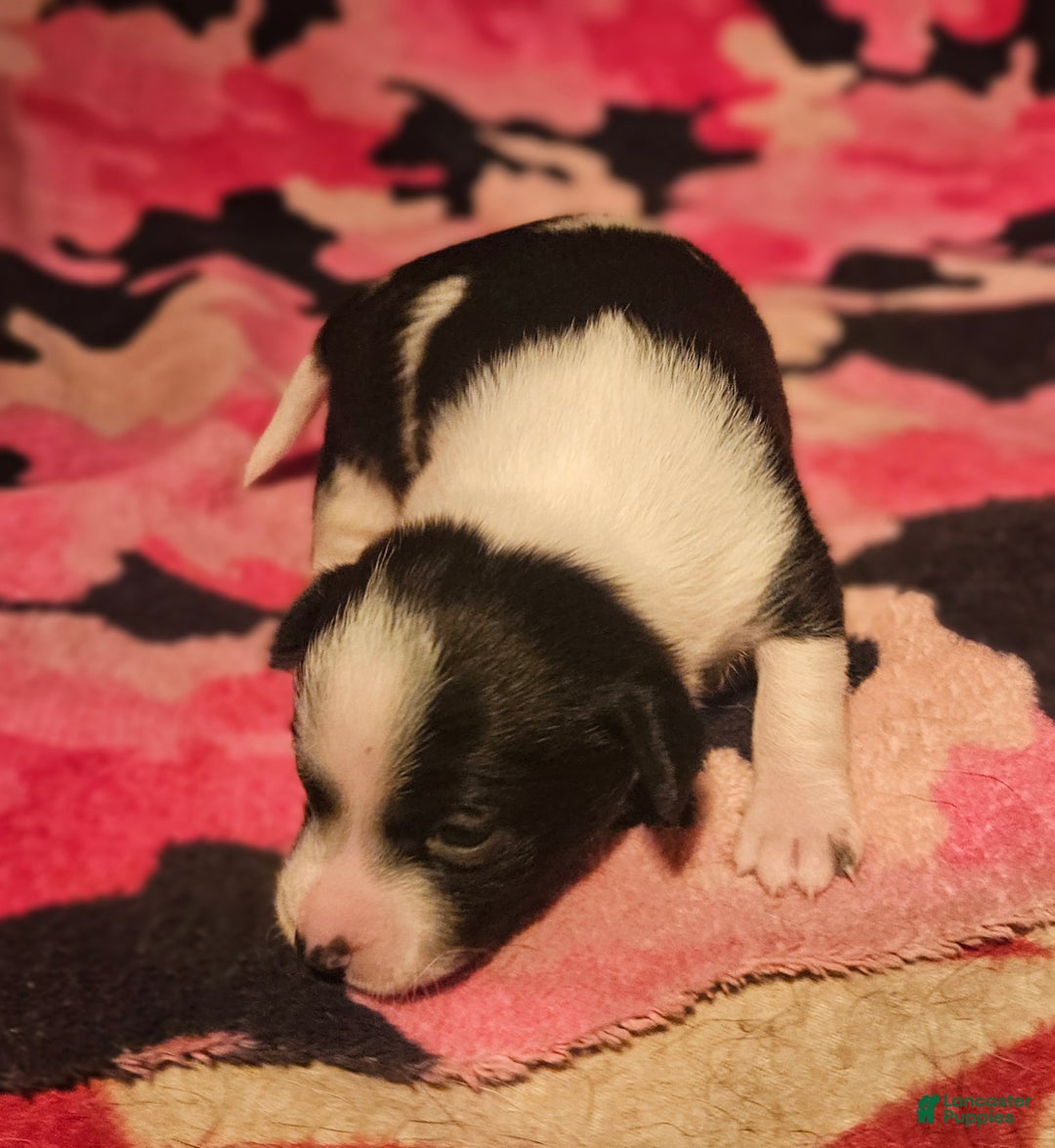 Chihuahua dogs for sale: Diane - Ad 3