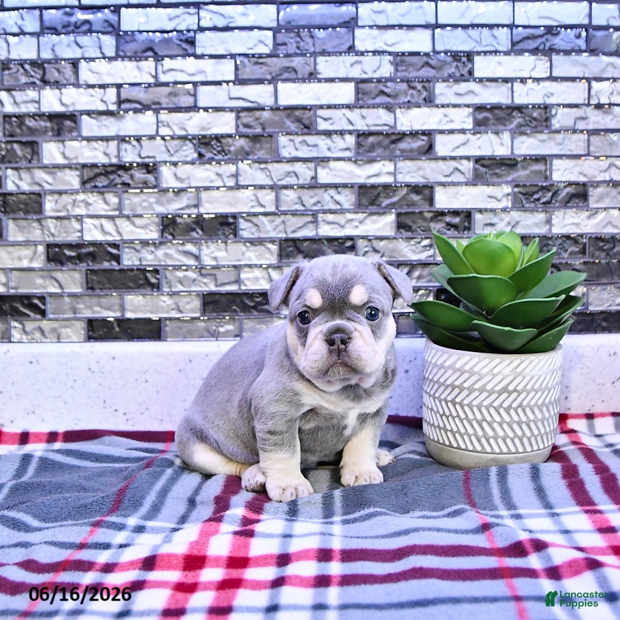 French Bulldog dogs Penelope - Ad 1