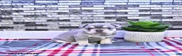 French Bulldog dogs for sale: Penelope - Ad 1