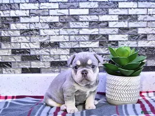 French Bulldog dogs for sale: Penelope - Ad 1