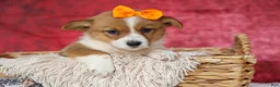 Welsh Corgi Pembroke dogs for sale: Audrey🦴  - Ad 11