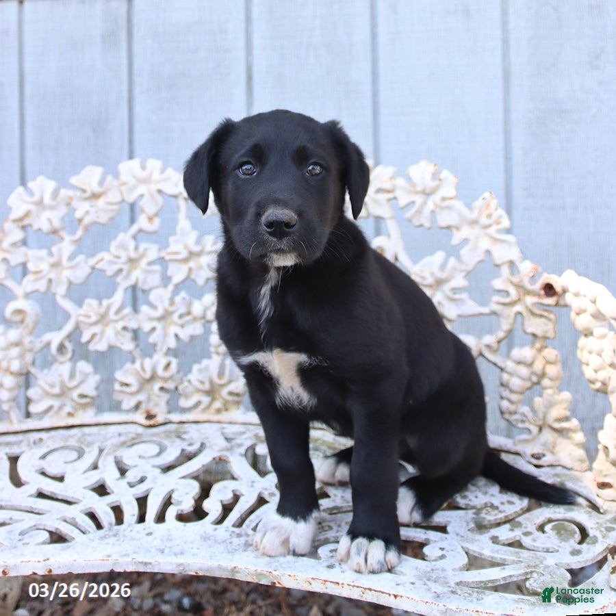 Mixed Breed dogs Myron - Ad 2