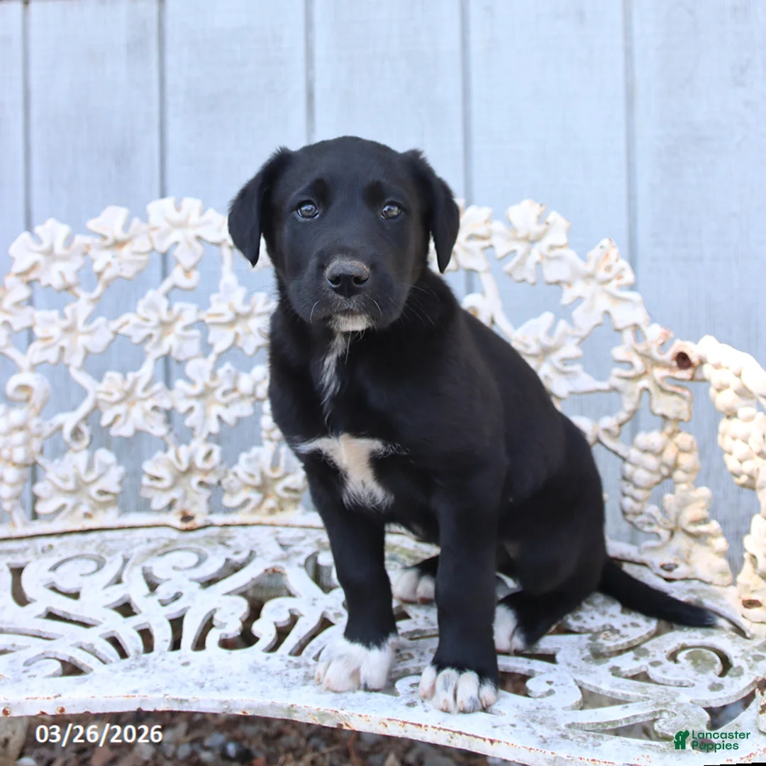 Mixed Breed dogs for sale: Myron - Ad 2