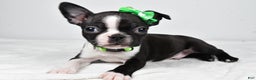 Boston Terrier dogs for sale: Gus - Ad 1