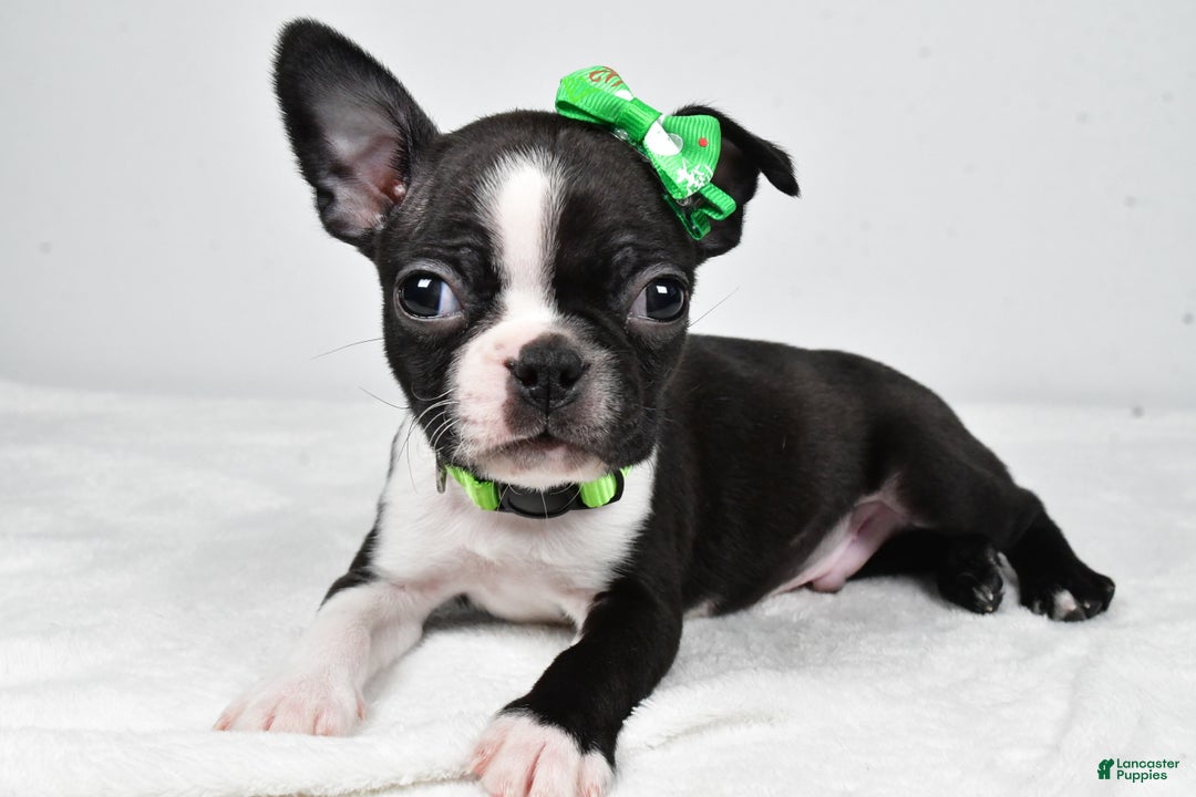 Boston Terrier dogs for sale: Gus - Ad 1