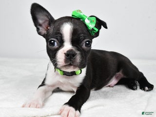 Boston Terrier dogs Gus - Ad 20
