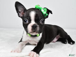 Boston Terrier dogs Gus - Ad 42