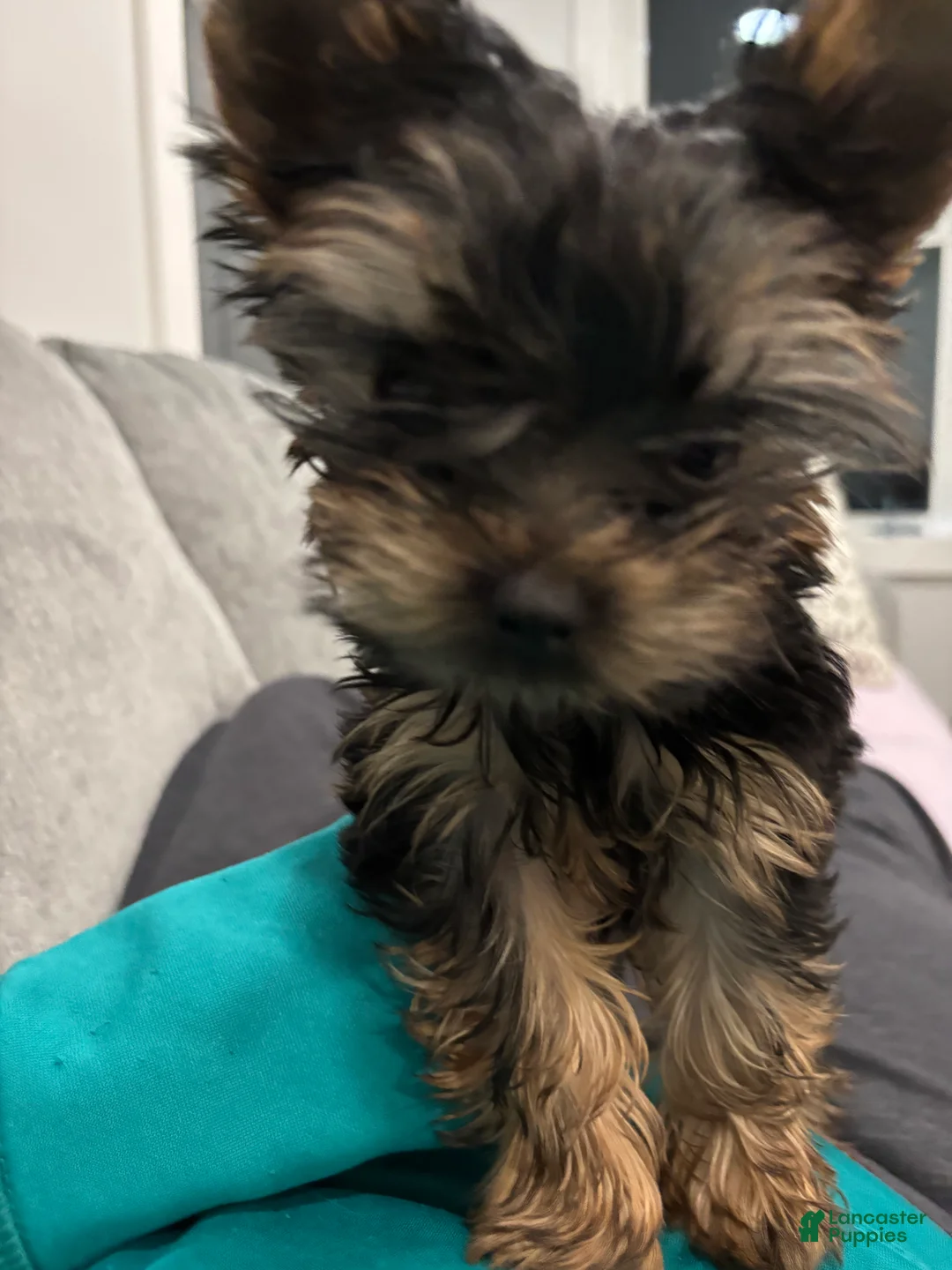 Yorkshire Terrier dogs for sale: Mojo - Ad 2