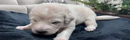 Great Pyrenees dogs for sale: Birch - Ad 3