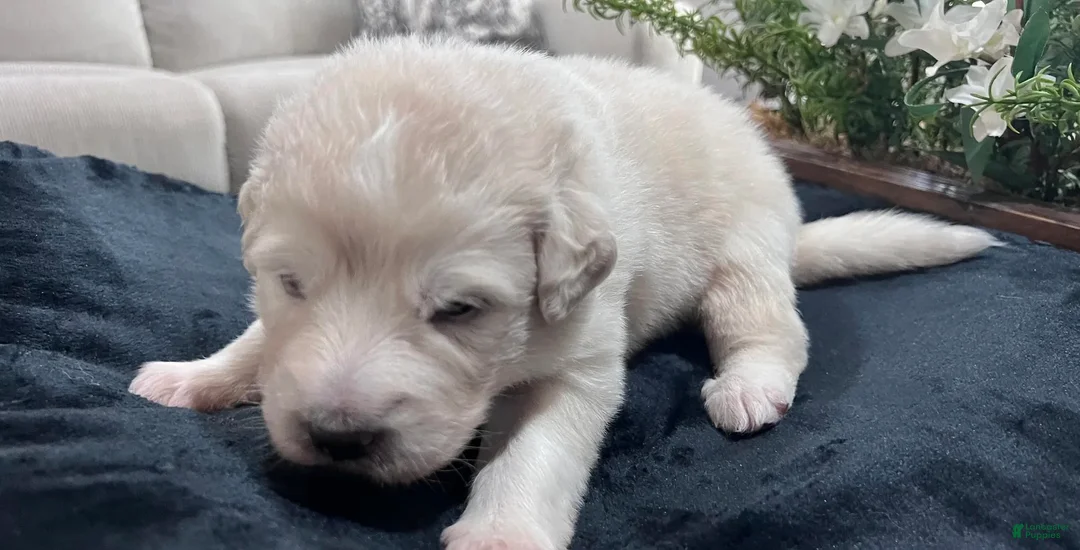 Great Pyrenees dogs for sale: Birch - Ad 3