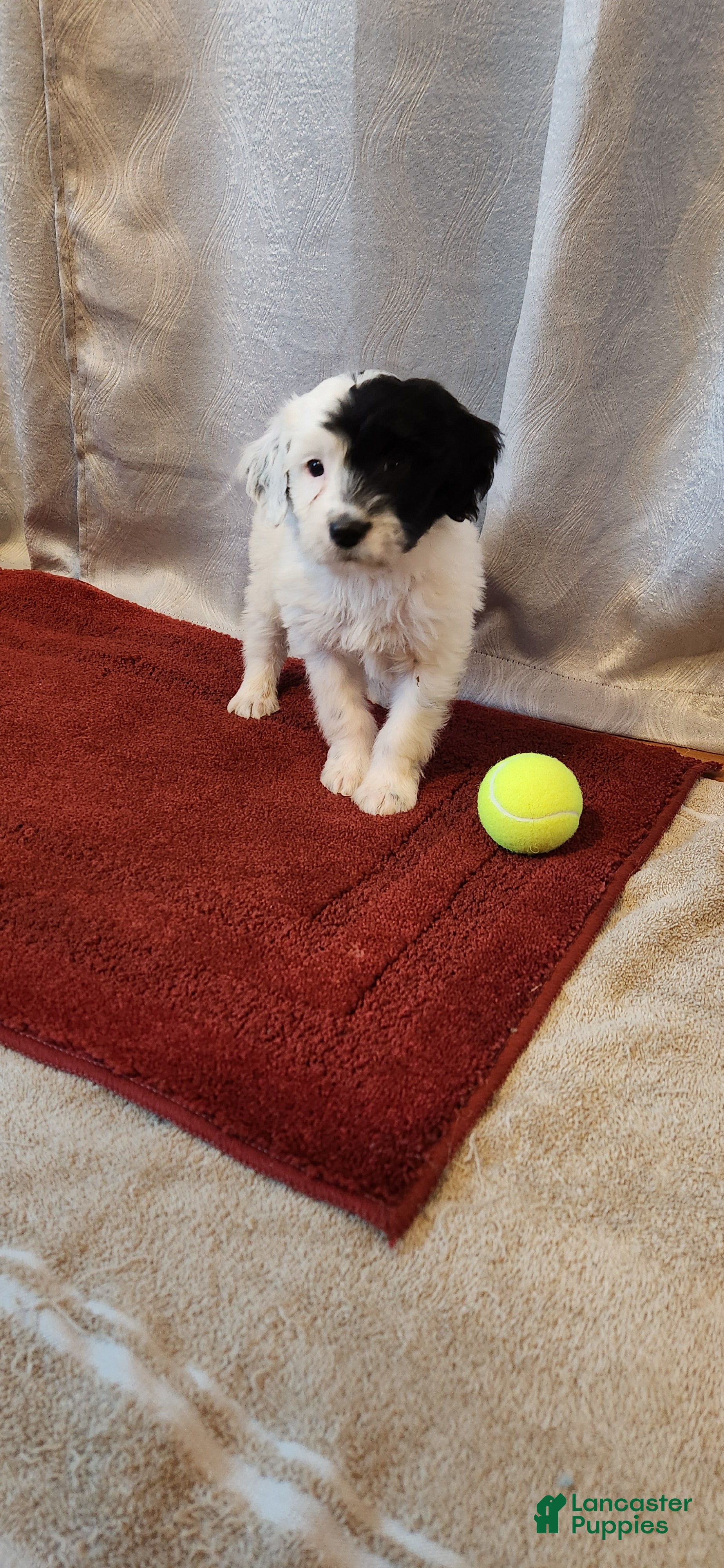 Portuguese Water Dog dogs Cliff - Ad 2