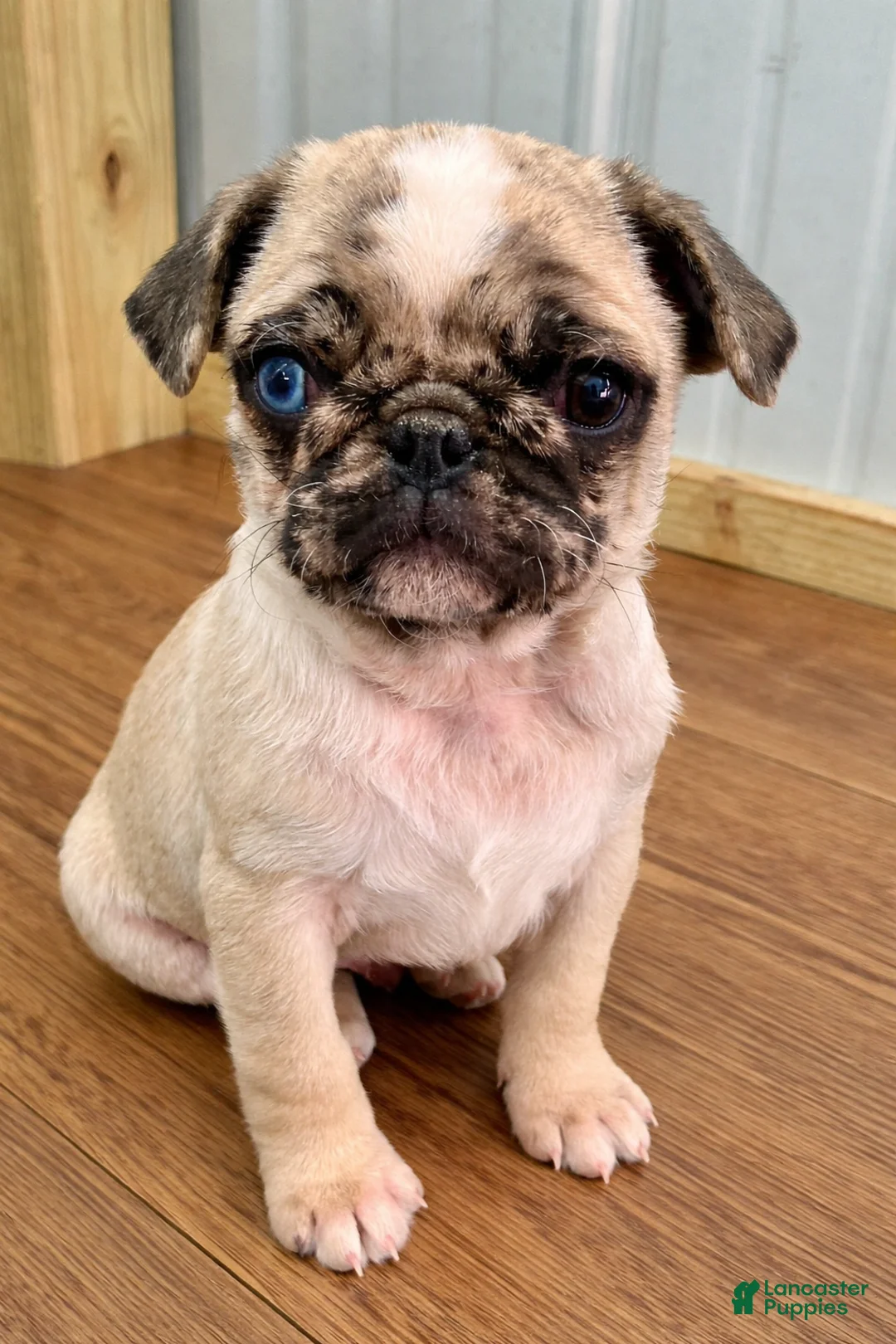 Pug dogs for sale: Chase - Ad 5