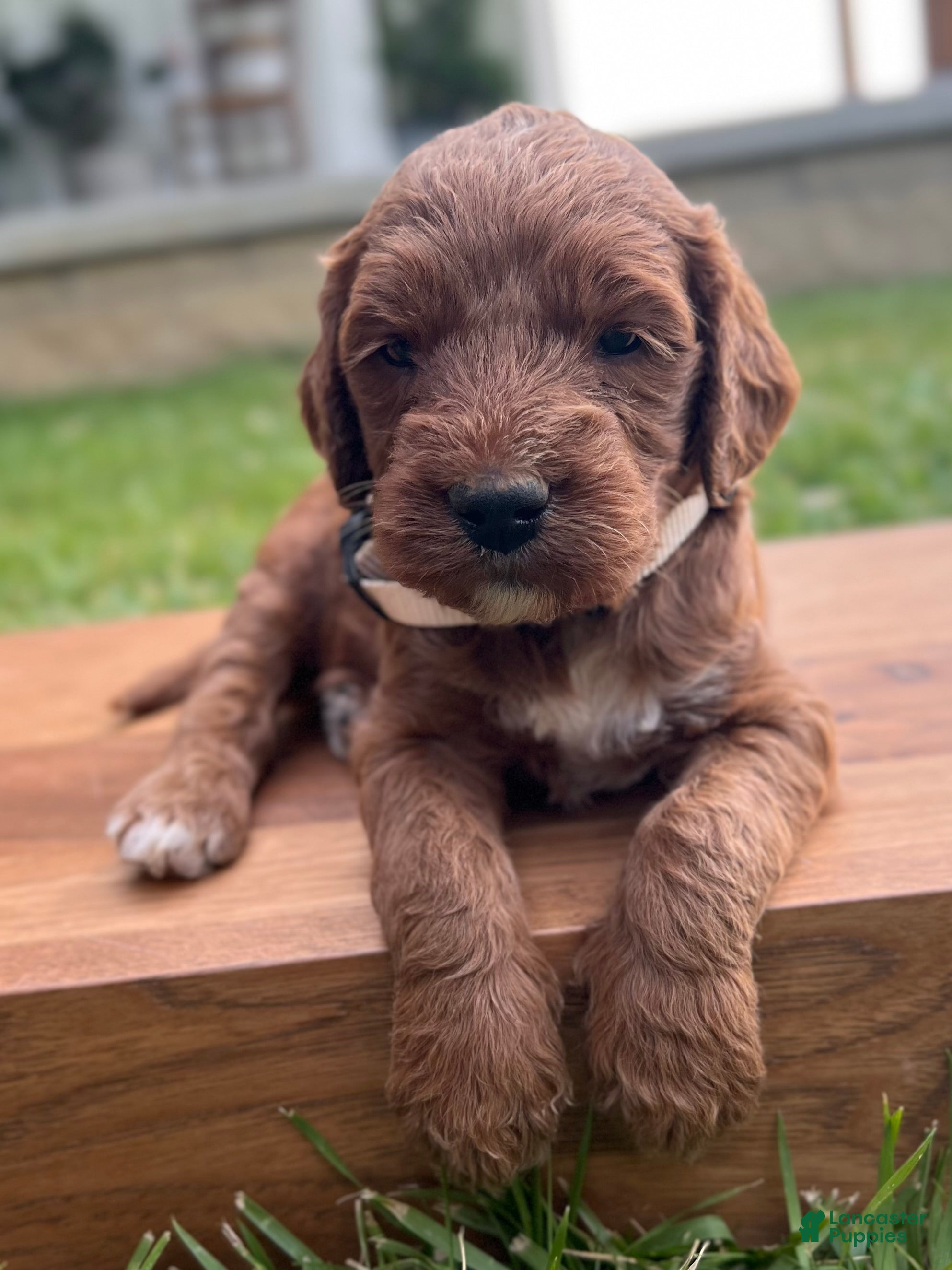 Irish Doodle dogs Juniper - Ad 2