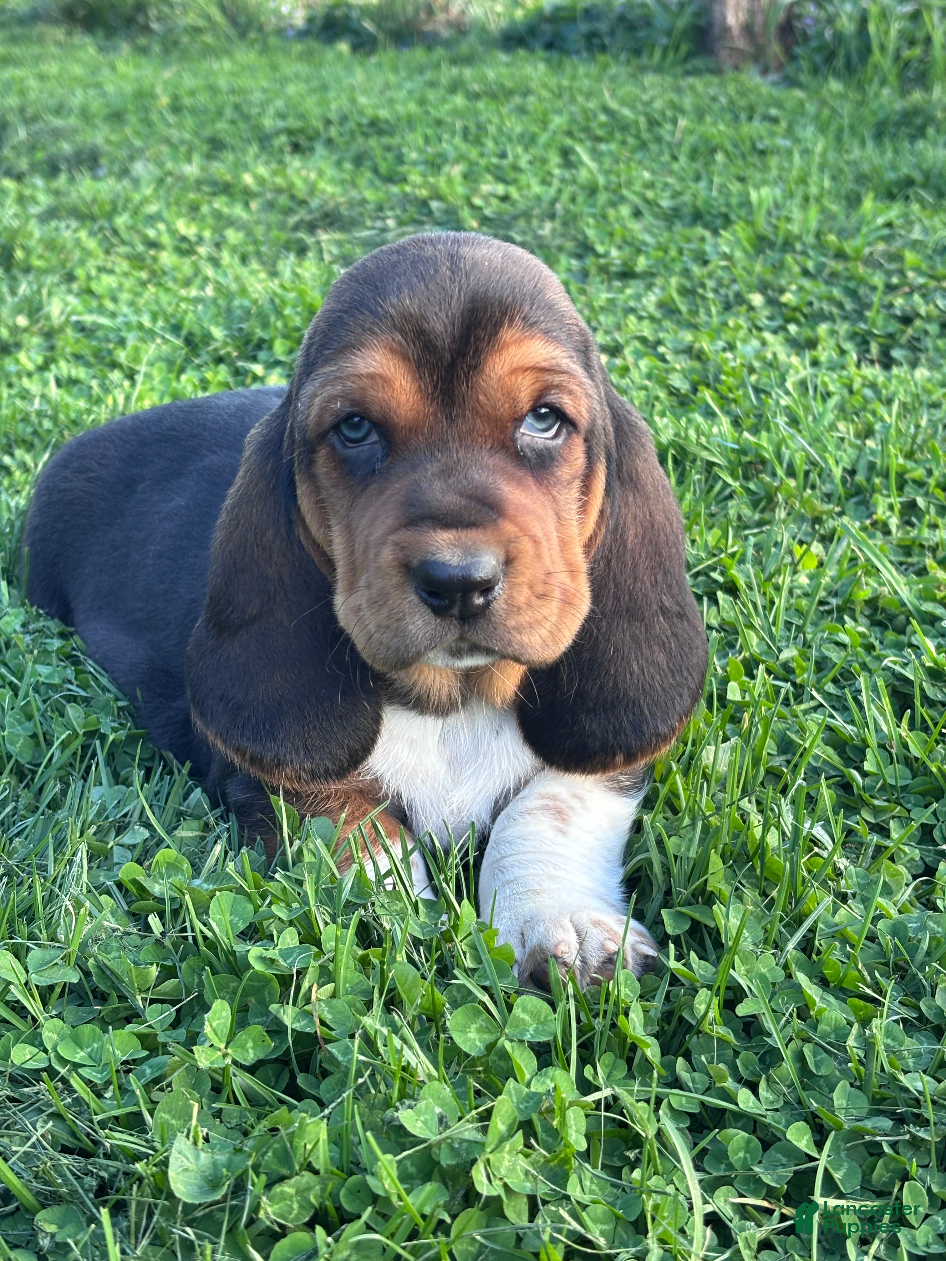 Basset Hound dogs Moose - Ad 13