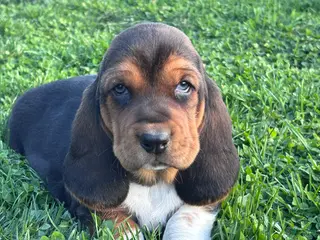 Basset Hound dogs Moose - Ad 13