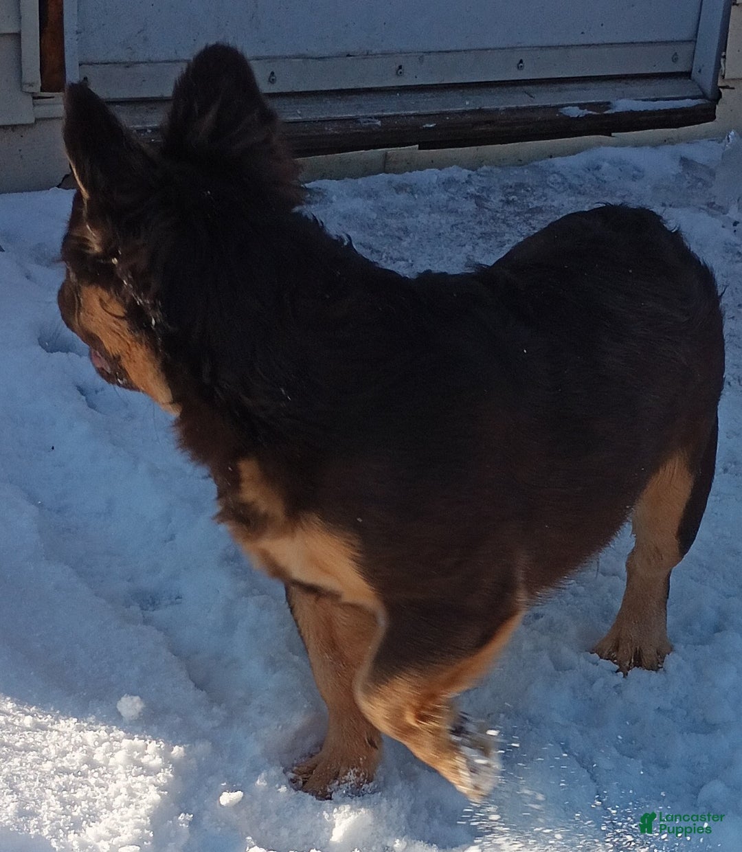 French Bulldog dogs for sale: Rootbeer - Ad 2