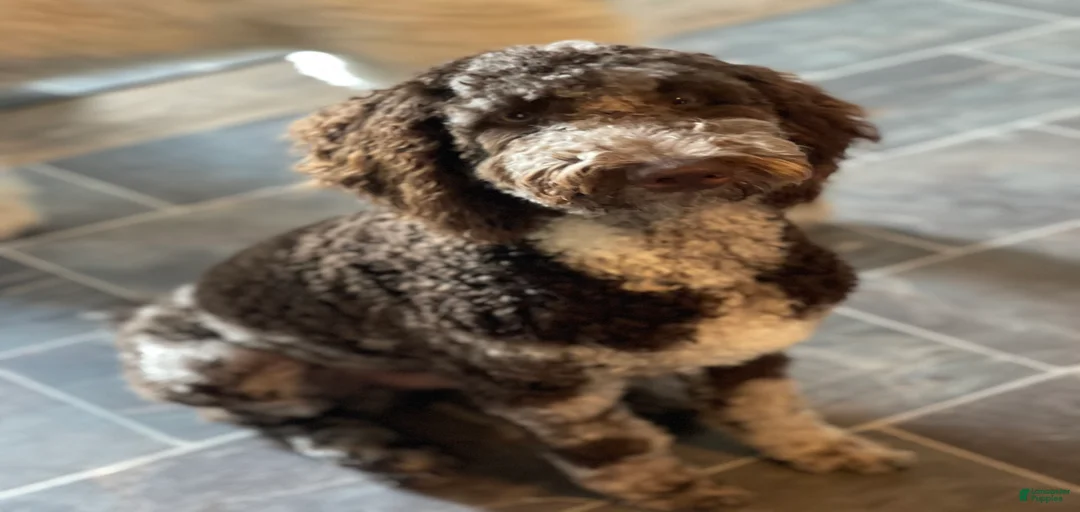 Gallery Image {{count}}