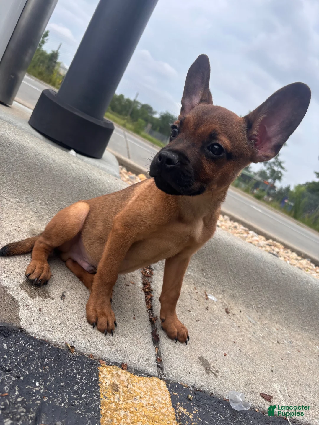 Mixed Breed dogs for sale: Mixed Breed 1 - Ad 1