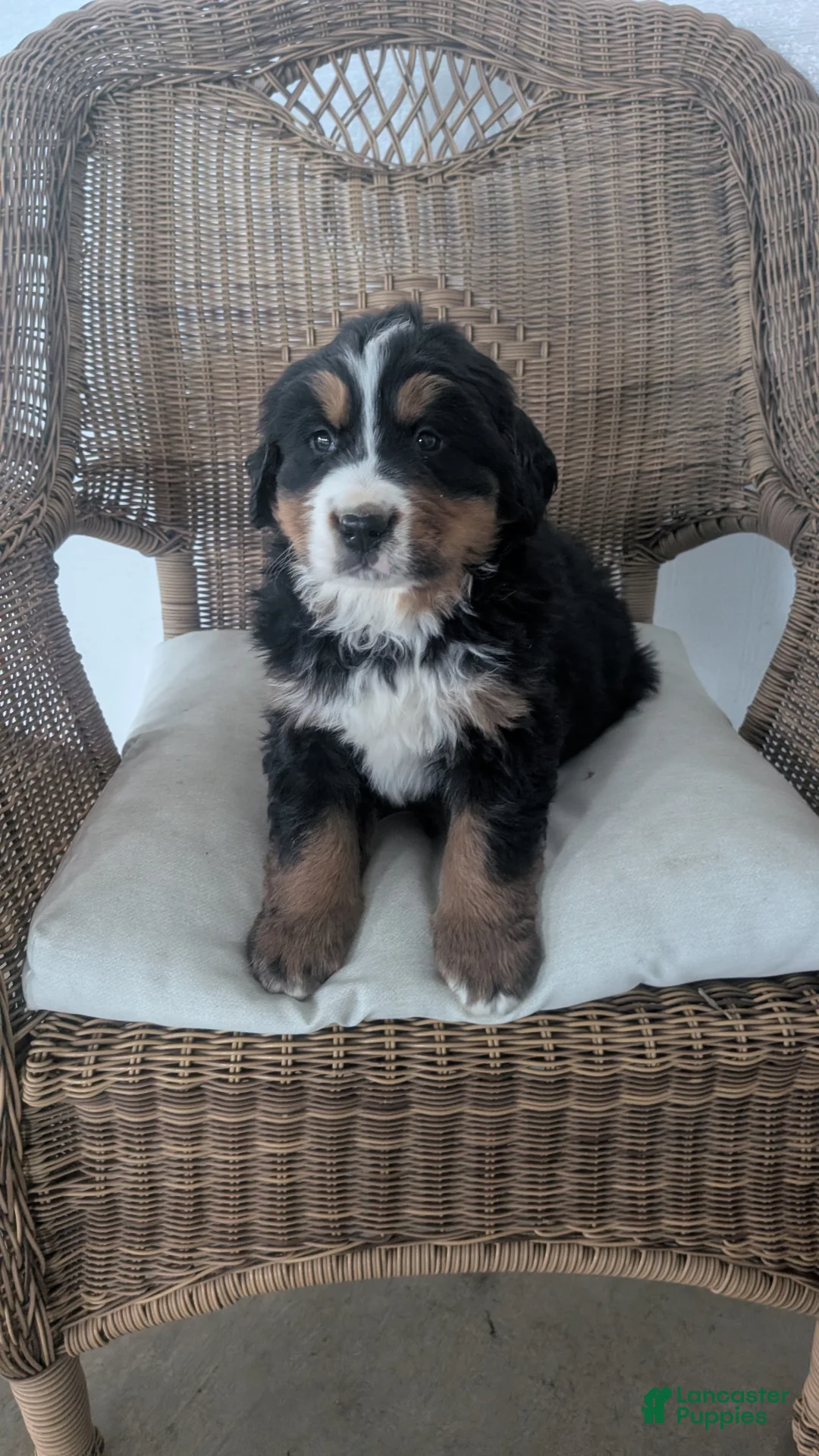 Bernese Mountain Dog dogs for sale: Bruno - Ad 1