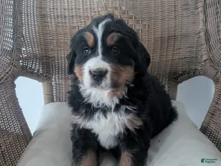 Bernese Mountain Dog dogs Bruno - Ad 41