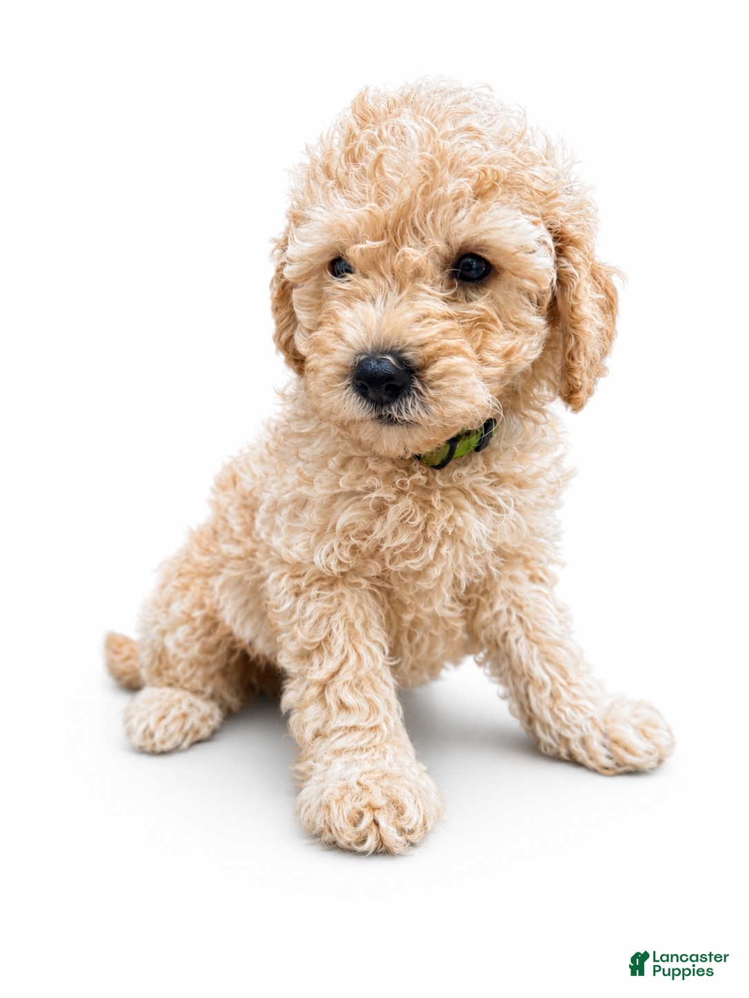 Mini Goldendoodle dogs Hardy - Ad 1