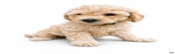Mini Goldendoodle dogs for sale: Hardy - Ad 1