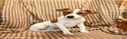 Jack Russell Terrier dogs for sale: Sam - Ad 4