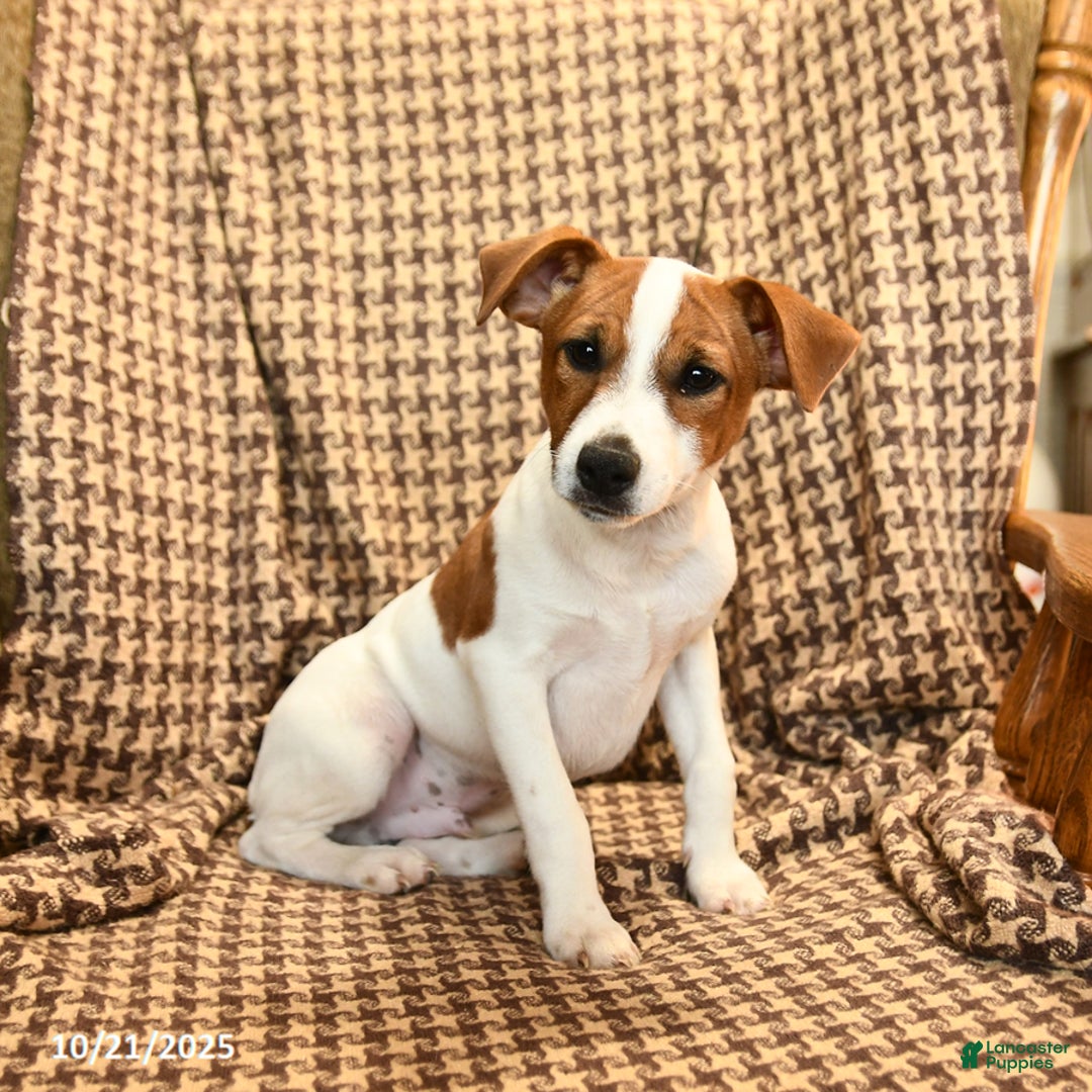 Jack Russell Terrier dogs for sale: Sam - Ad 4