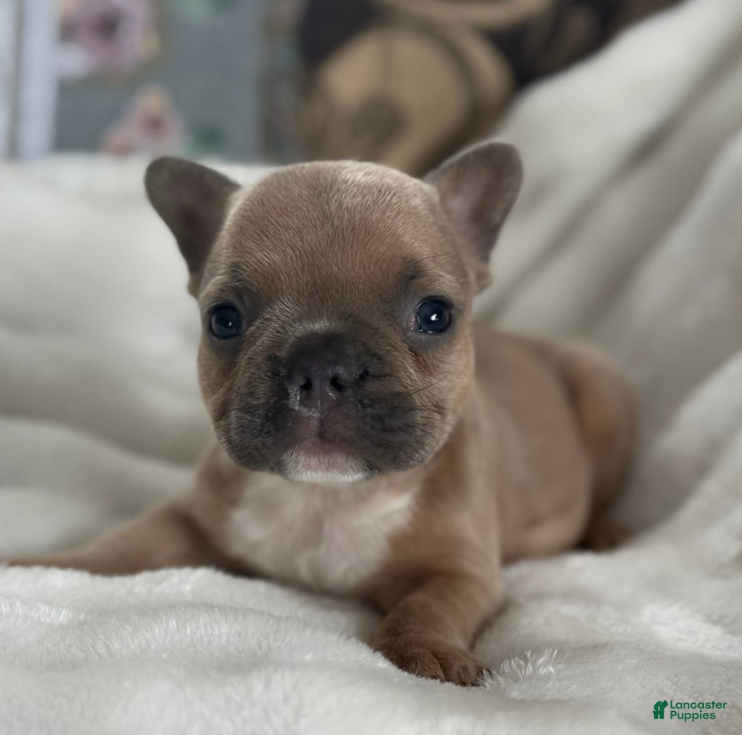 French Bulldog dogs for sale: Wilder - Ad 2