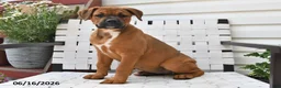 Mixed Breed dogs for sale: Betsy - Ad 10
