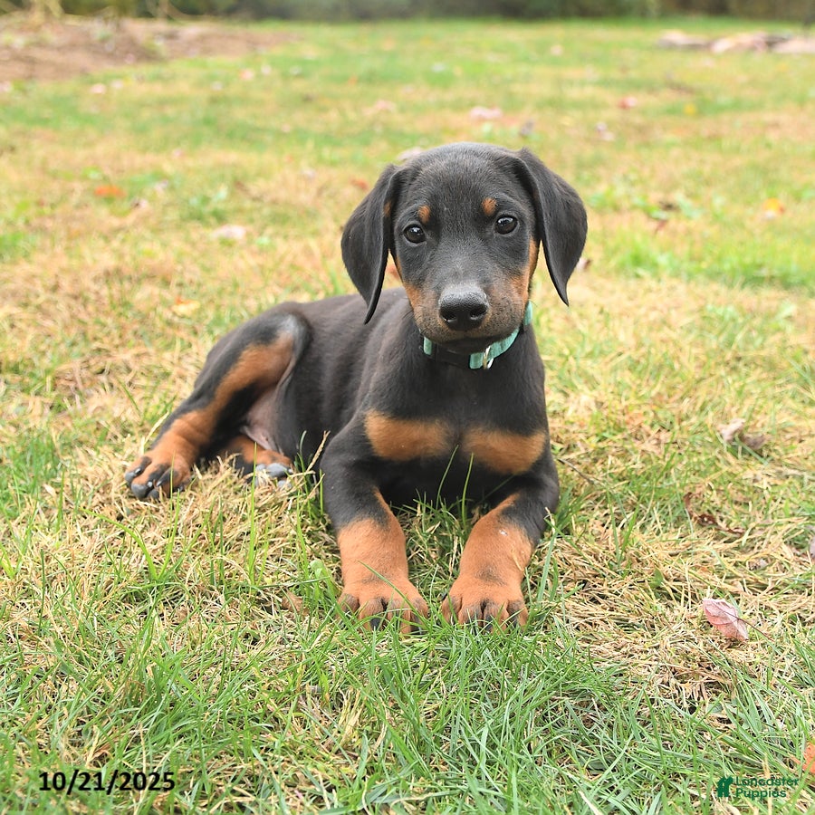 Newborn Puppies Doberman Month Puppy Doberman Pinscher Puppies For