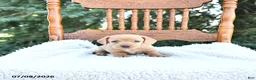 Miniature Dachshund dogs for sale: Kylie - Ad 3