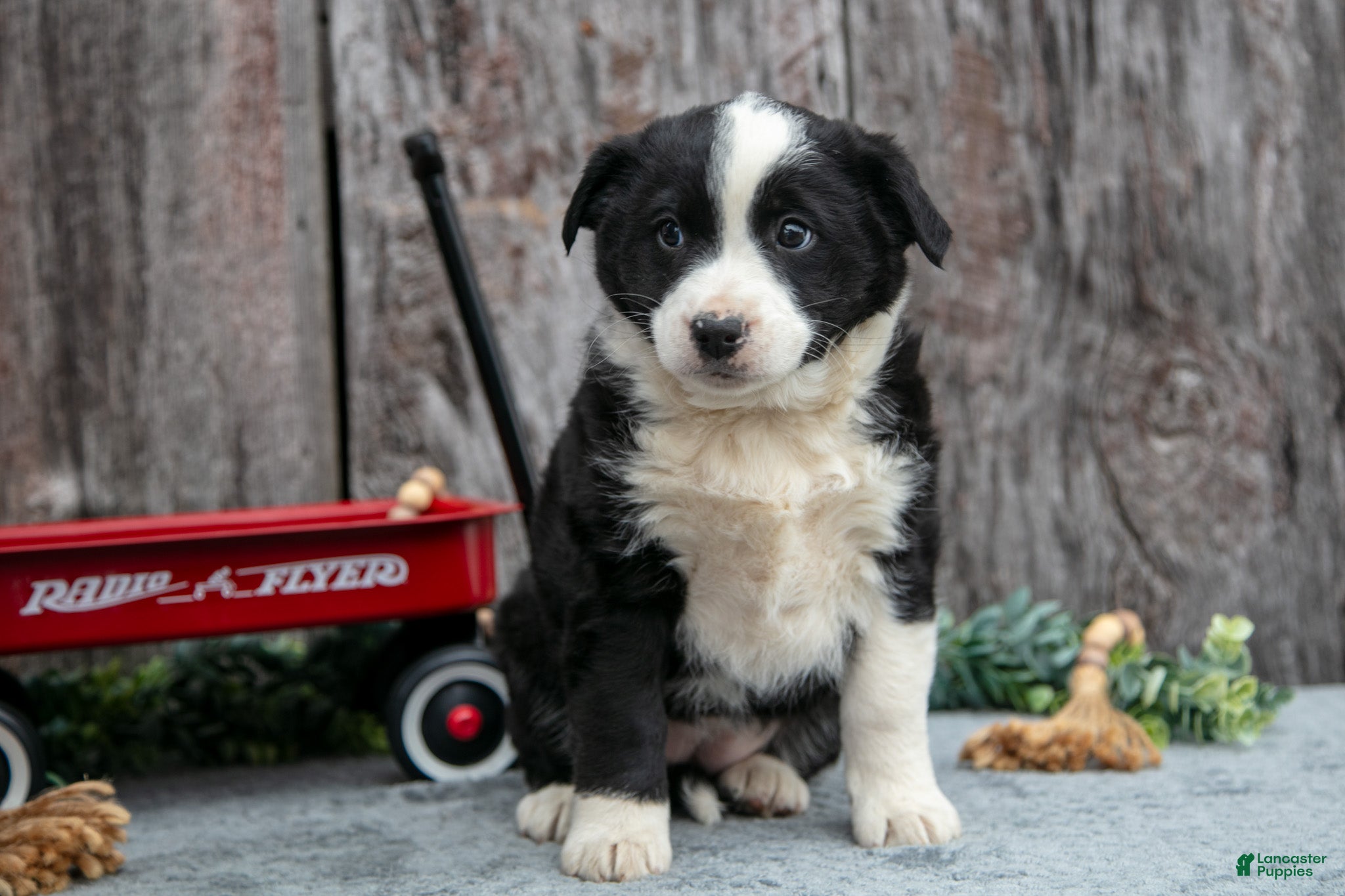 Mixed Breed dogs Tina - Ad 2