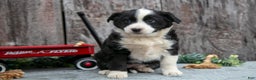 Mixed Breed dogs for sale: Tina - Ad 2